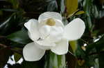 Southern magnolia